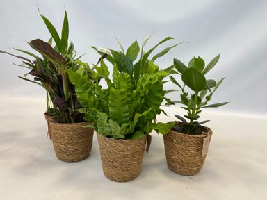 3130005-perfect-plant-deal-air-purifying-mix-5-stuks-incl-mandjes-product-1
