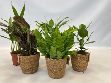 3130005-perfect-plant-deal-air-purifying-mix-5-stuks-incl-mandjes-product-2