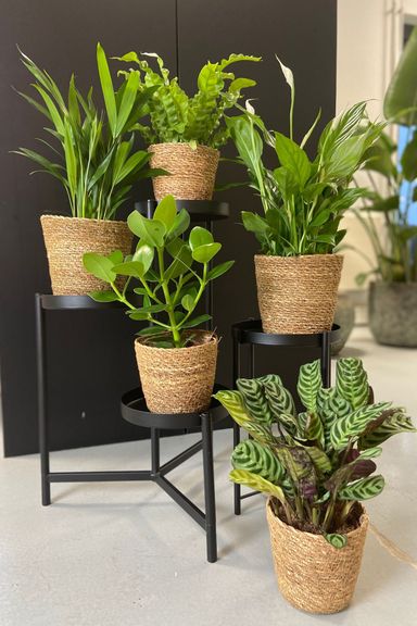 3130005-perfect-plant-deal-air-purifying-mix-5-stuks-incl-mandjes-product-6