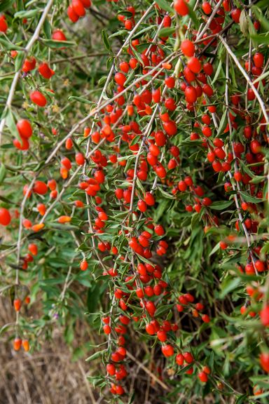 29-2-8717032005188-gardenzo-vitamine-planten-mix-in-9cm-pot-x-8-2x-gojibes-2x-honingbes-2x-blauwe-product-18