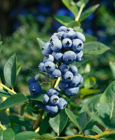 29-2-8717032005188-gardenzo-vitamine-planten-mix-in-9cm-pot-x-8-2x-gojibes-2x-honingbes-2x-blauwe-product-3