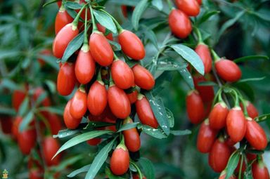 29-2-8717032005188-gardenzo-vitamine-planten-mix-in-9cm-pot-x-8-2x-gojibes-2x-honingbes-2x-blauwe-product-1
