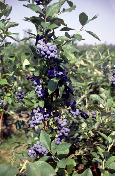 29-2-8717032005188-gardenzo-vitamine-planten-mix-in-9cm-pot-x-8-2x-gojibes-2x-honingbes-2x-blauwe-product-19