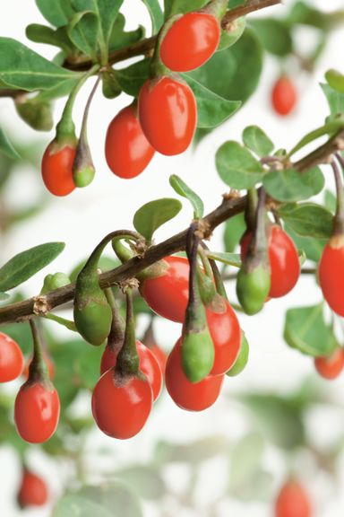 29-2-8717032005188-gardenzo-vitamine-planten-mix-in-9cm-pot-x-8-2x-gojibes-2x-honingbes-2x-blauwe-product-14