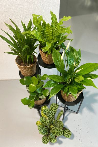 3130005-perfect-plant-deal-air-purifying-mix-5-stuks-incl-mandjes-product-12