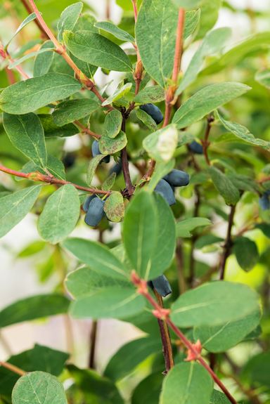 29-2-8717032005188-gardenzo-vitamine-planten-mix-in-9cm-pot-x-8-2x-gojibes-2x-honingbes-2x-blauwe-product-11