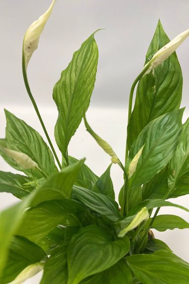 3130005-perfect-plant-deal-air-purifying-mix-5-stuks-incl-mandjes-product-4