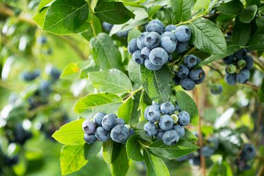 29-2-8717032005188-gardenzo-vitamine-planten-mix-in-9cm-pot-x-8-2x-gojibes-2x-honingbes-2x-blauwe-product-10