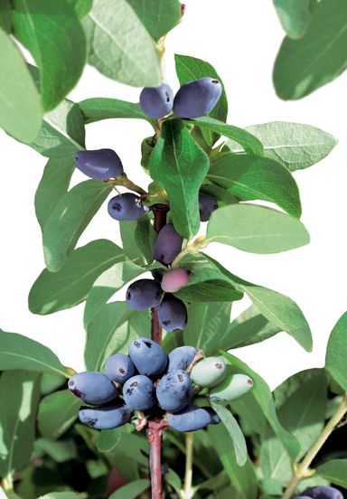 29-2-8717032005188-gardenzo-vitamine-planten-mix-in-9cm-pot-x-8-2x-gojibes-2x-honingbes-2x-blauwe-product-16