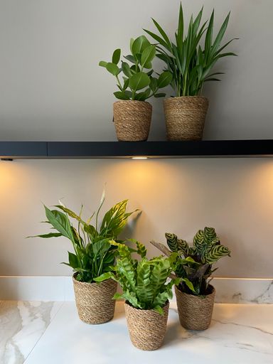 3130005-perfect-plant-deal-air-purifying-mix-5-stuks-incl-mandjes-product-14