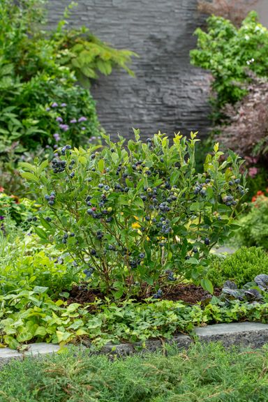 29-2-8717032005188-gardenzo-vitamine-planten-mix-in-9cm-pot-x-8-2x-gojibes-2x-honingbes-2x-blauwe-product-20