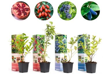 29-2-8717032005188-gardenzo-vitamine-planten-mix-in-9cm-pot-x-8-2x-gojibes-2x-honingbes-2x-blauwe-product-13