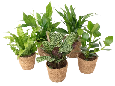 planten-png-product-1