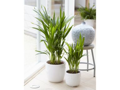 5x-luftreinigende-zimmerpflanze