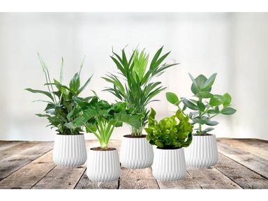 5x-luftreinigende-zimmerpflanzen