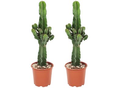 2x-euphorbia-cowboy-cactus