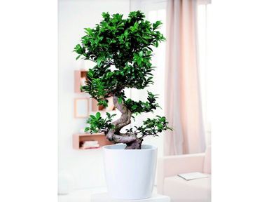 xl-japanse-bonsai-s-vormige-stam