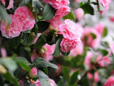 3x-japanse-roos-roze-30-40-cm