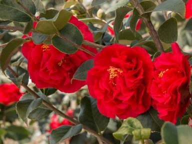 3x-japanse-roos-rood-30-40-cm