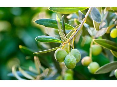 olijfboom-op-stam