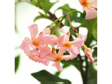 3x-jasmijnplant-roze