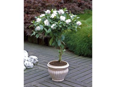 gardenia-op-gevlochten-stam