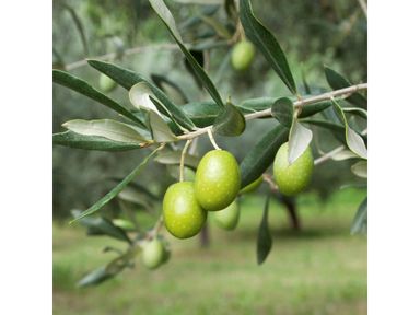 bonsaibaum-olive-3040-cm