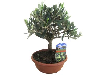 bonsaiboom-olijf-in-schaal