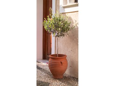 2x-winterharde-olijfboom