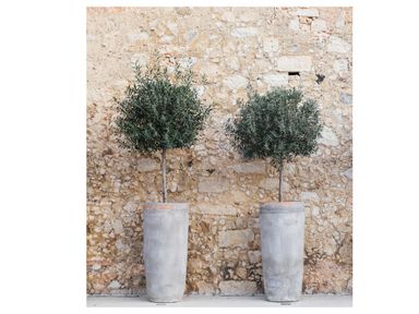 2x-winterharde-olijfboom-80-90-cm