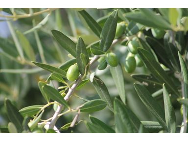 2x-olijfboom-op-stam