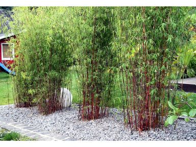 3x-bambus-asian-wonder-2540-cm