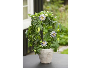 3x-passiflora-plant-25-40-cm