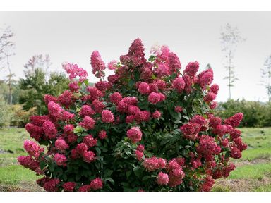 2x-pluimhortensia-wims-red-30-40-cm