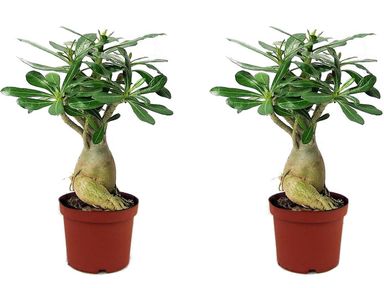 2x-perfect-plant-wustenrose