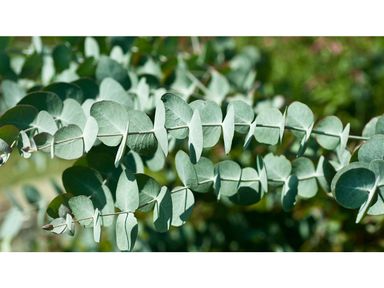 winterharde-eucalyptus-plant