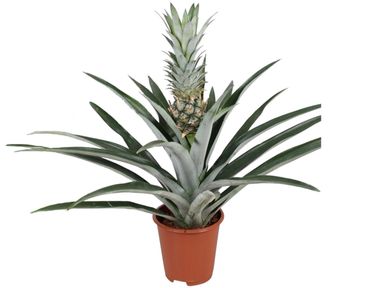 tropische-ananasplant-45-55-cm