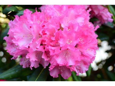 3x-rhododendron-wine-roses