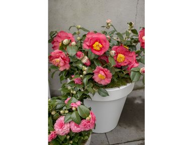2x-xl-camellia-japonica-rot