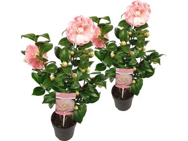 2x-xl-camellia-roze