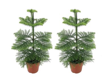 2x-perfect-plant-araucaria-55-65-cm