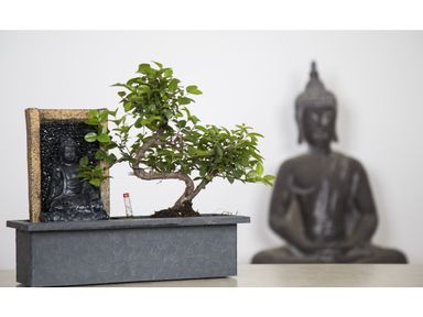 bonsai-met-waterval-buddha-25-35-cm