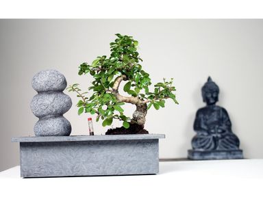 bonsai-mit-wasserfall-zenn-steine-2535-cm