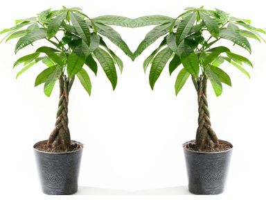 2x-pachira-moneytree-60-70-cm