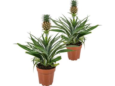 2x-ananaspflanze-4550-cm
