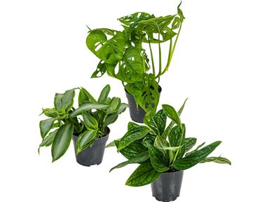 3x-tropische-pflanzen-2030-cm