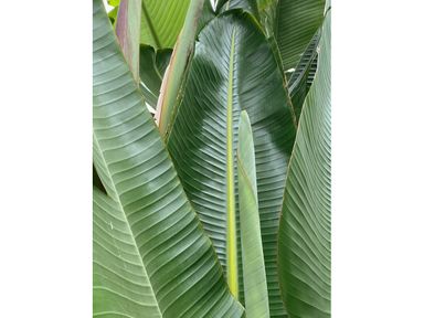 paradijsvogelplant-100-110-cm
