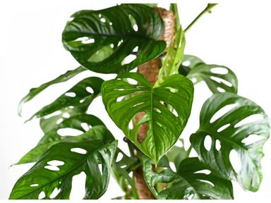 monstera-monkey-leaf-mosstok-65-70-cm