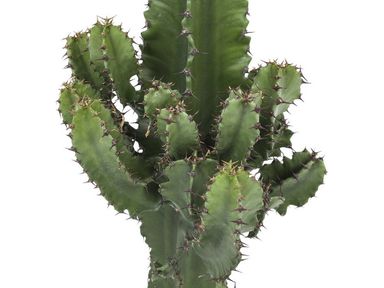 cactus-euphorbia-50-70-cm