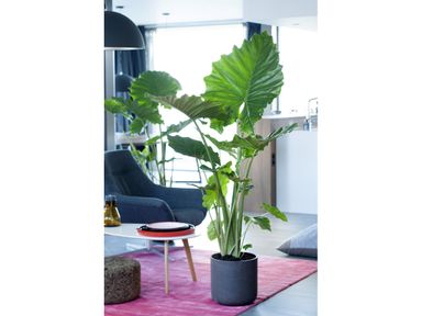 2x-perfect-plant-elefantenohr-50-70-cm